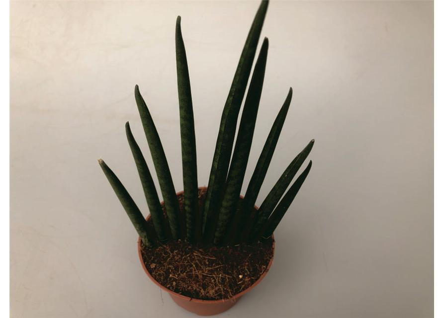 Sansevieria bacularis Musica