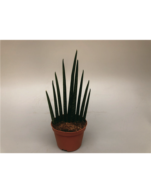 Sansevieria bacularis Musica