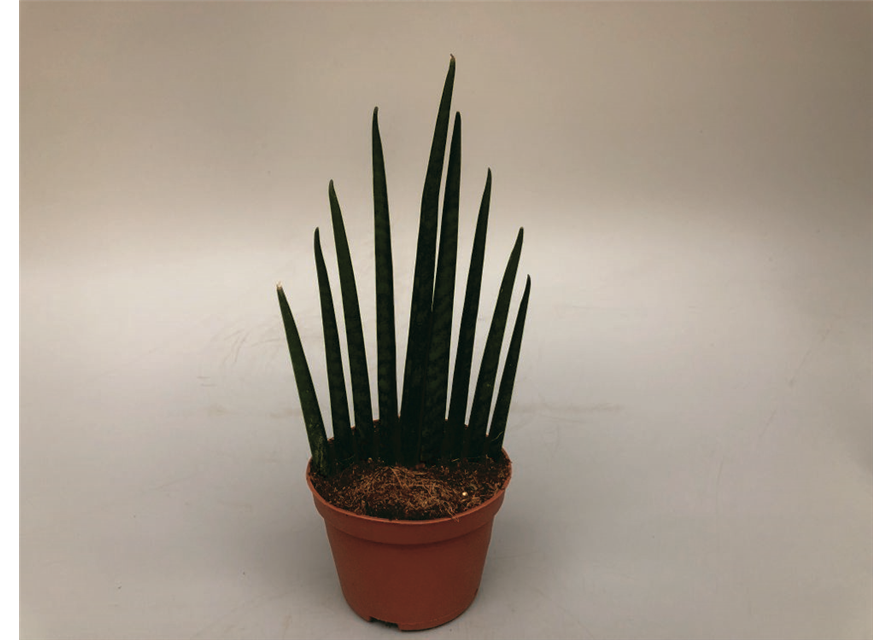 Sansevieria bacularis Musica