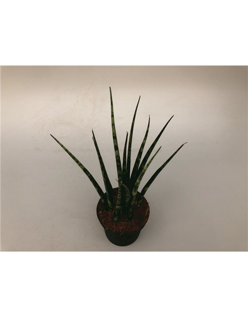 Sansevieria cylindrica Fernwood T9