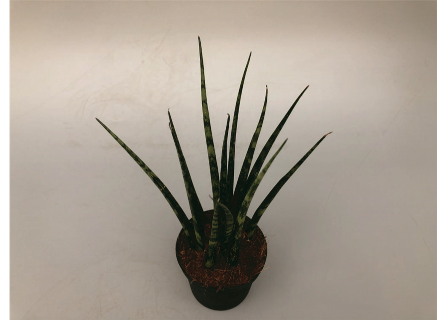 Sansevieria cylindrica Fernwood T9