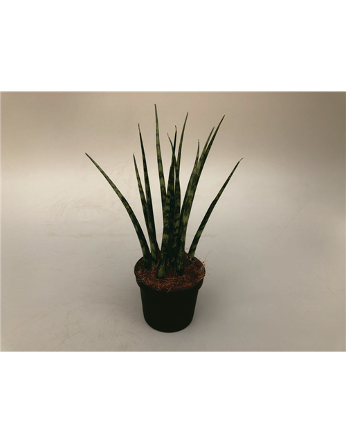 Sansevieria cylindrica Fernwood T9