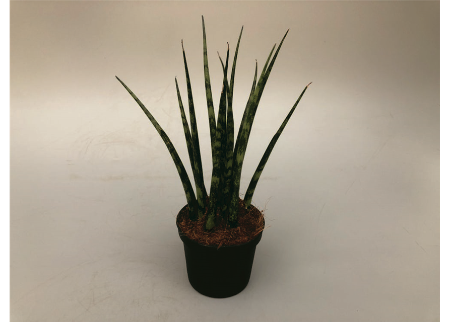 Sansevieria cylindrica Fernwood T9