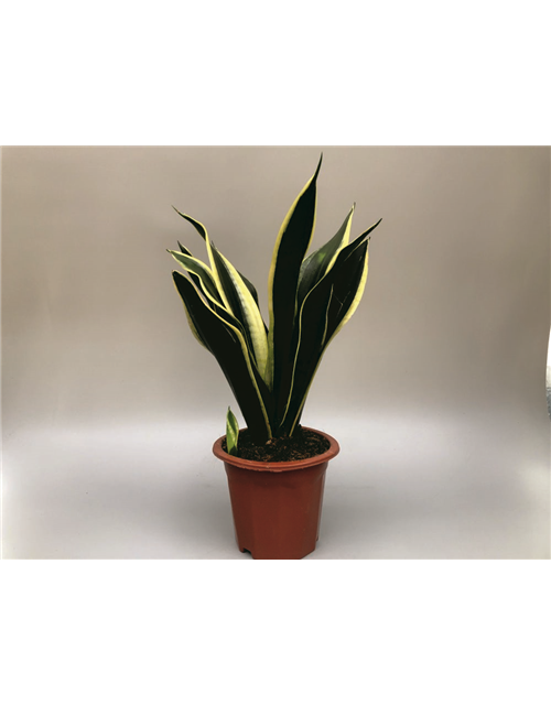 Sansevieria trifasciata Laurentii T17