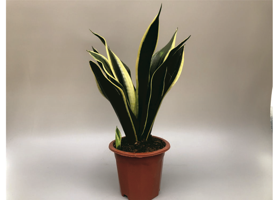 Sansevieria trifasciata Laurentii T17