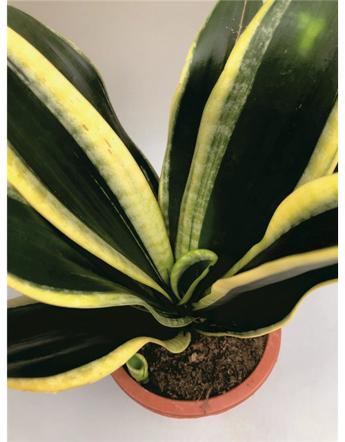 Sansevieria trifasciata Laurentii T17