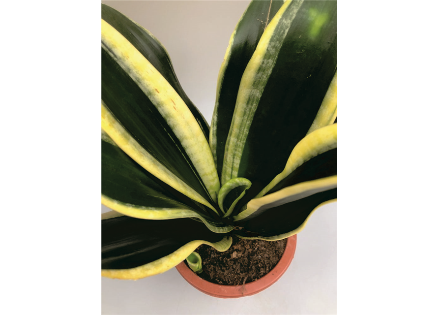 Sansevieria trifasciata Laurentii T17