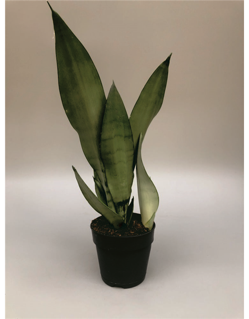 Sansevieria trifasciata Laurentii T17