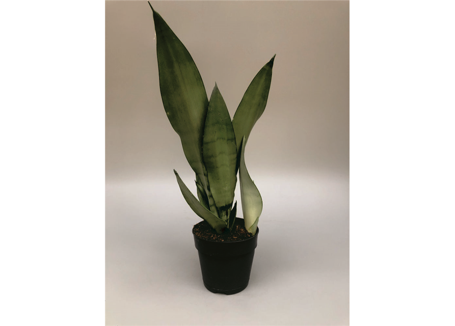 Sansevieria trifasciata Laurentii T17