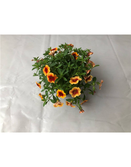 Calibrachoa hybrida Mini Famous Uno Orange Red Eye