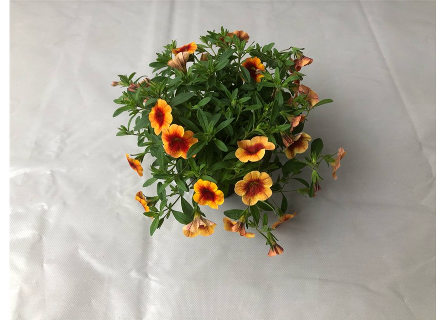 Calibrachoa hybrida Mini Famous Uno Orange Red Eye