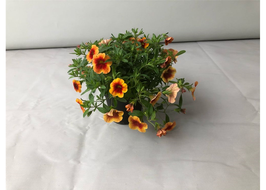 Calibrachoa hybrida Mini Famous Uno Orange Red Eye