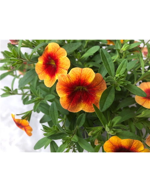 Calibrachoa hybrida Mini Famous Uno Orange Red Eye