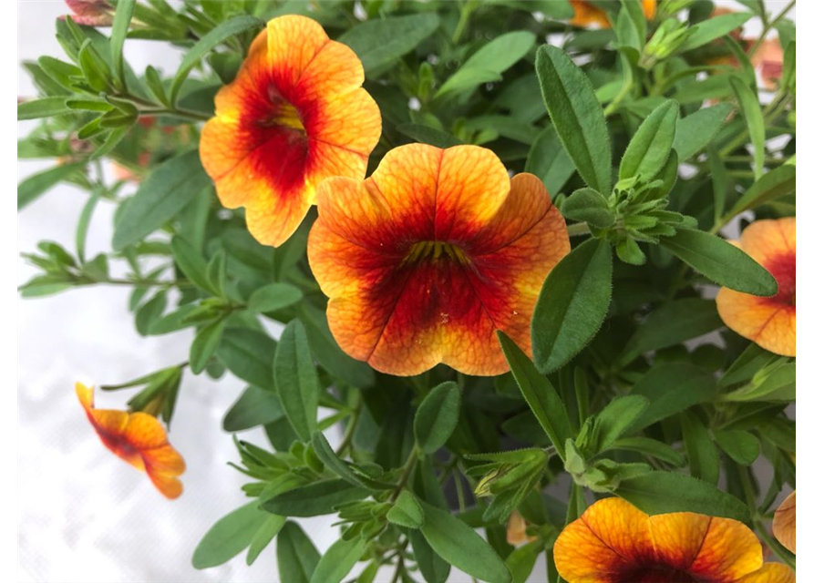 Calibrachoa hybrida Mini Famous Uno Orange Red Eye