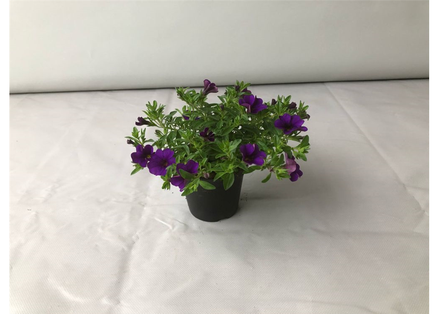 Calibrachoa hybrida Mini Famous Neo Blue