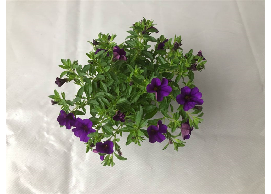 Calibrachoa hybrida Mini Famous Neo Blue