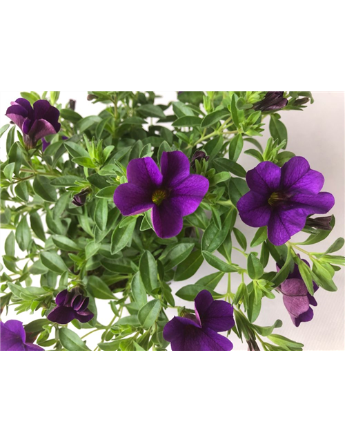 Calibrachoa hybrida Mini Famous Neo Blue