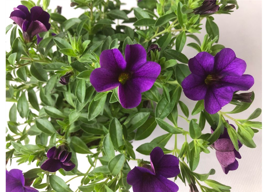 Calibrachoa hybrida Mini Famous Neo Blue