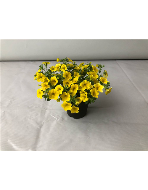 Calibrachoa hybrida Mini Famous True Yellow