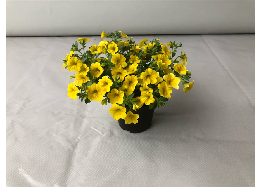 Calibrachoa hybrida Mini Famous True Yellow