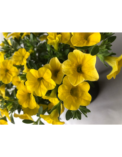 Calibrachoa hybrida Mini Famous True Yellow