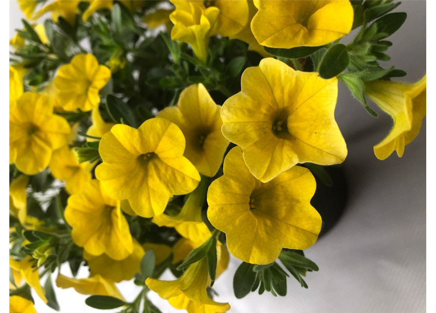 Calibrachoa hybrida Mini Famous True Yellow