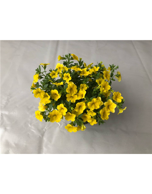 Calibrachoa hybrida Mini Famous True Yellow