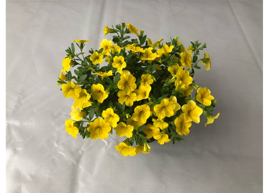 Calibrachoa hybrida Mini Famous True Yellow