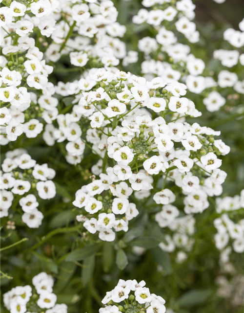 Lobularia maritima Snow Princess