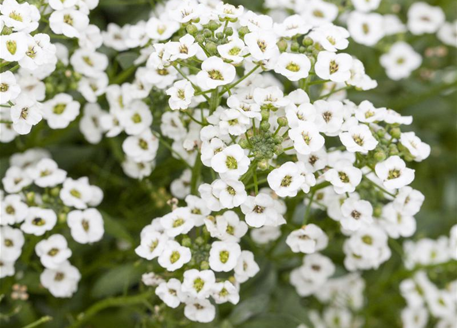 Lobularia maritima Snow Princess