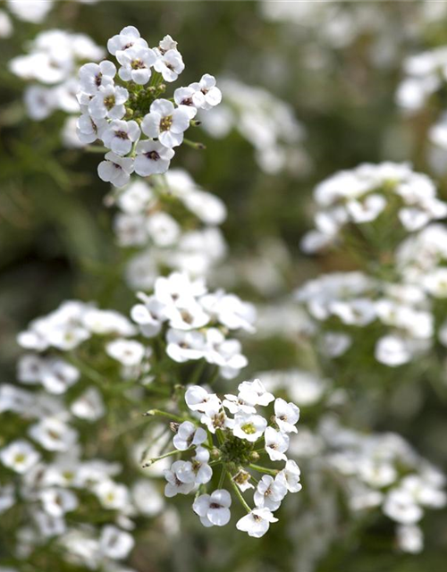 Lobularia maritima Snow Princess