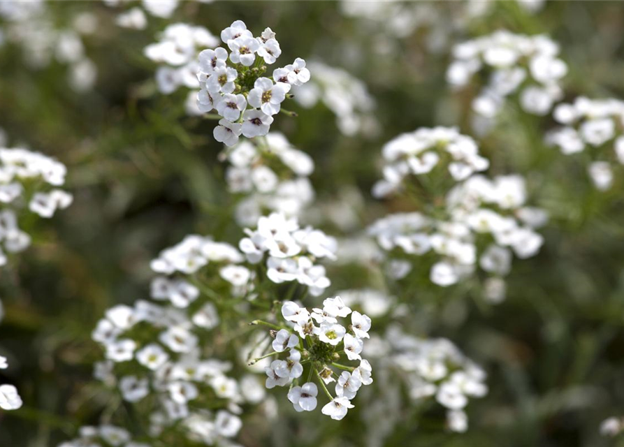 Lobularia maritima Snow Princess