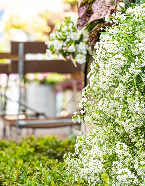 Lobularia maritima Snow Princess