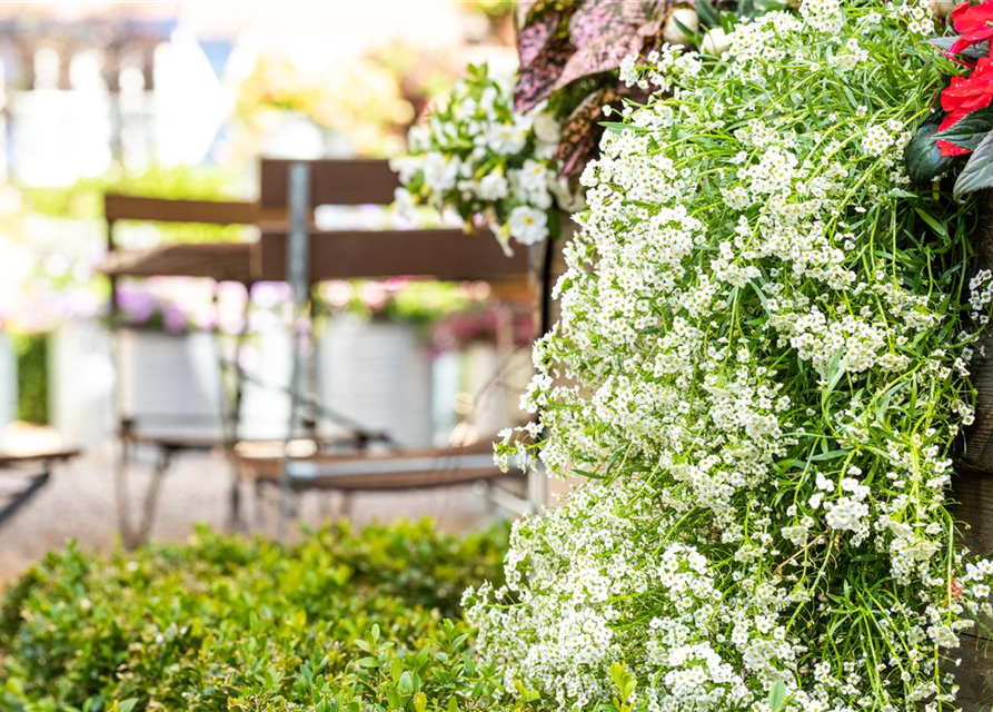 Lobularia maritima Snow Princess