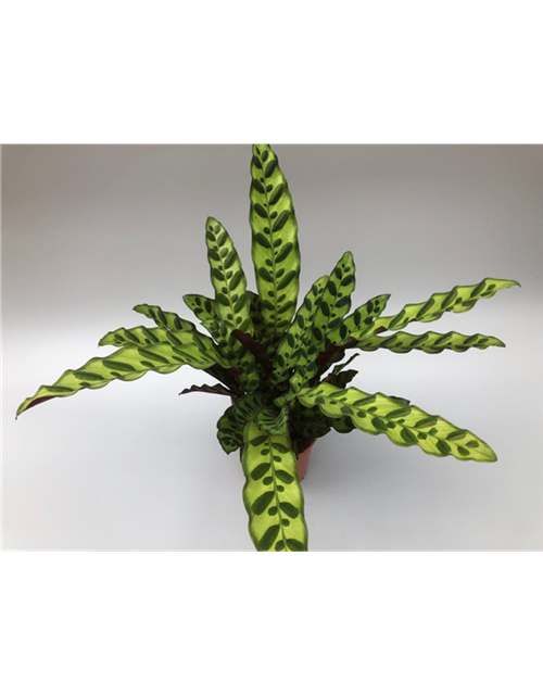 Calathea Iancifolia