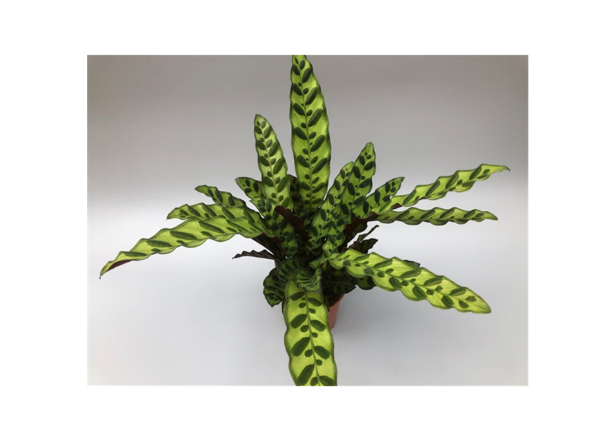 Calathea Iancifolia