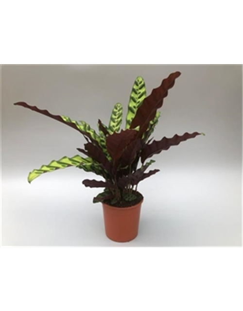 Calathea Iancifolia