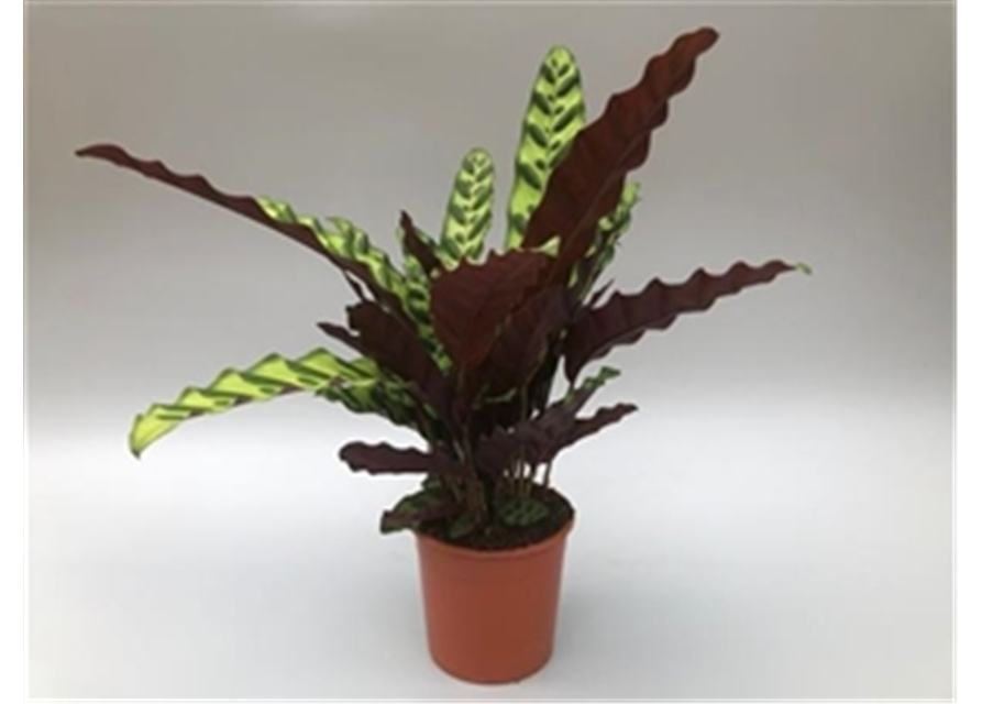 Calathea Iancifolia