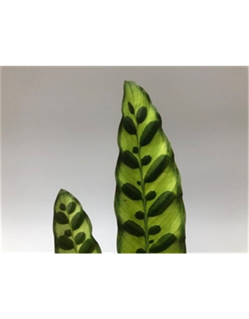 Calathea Iancifolia