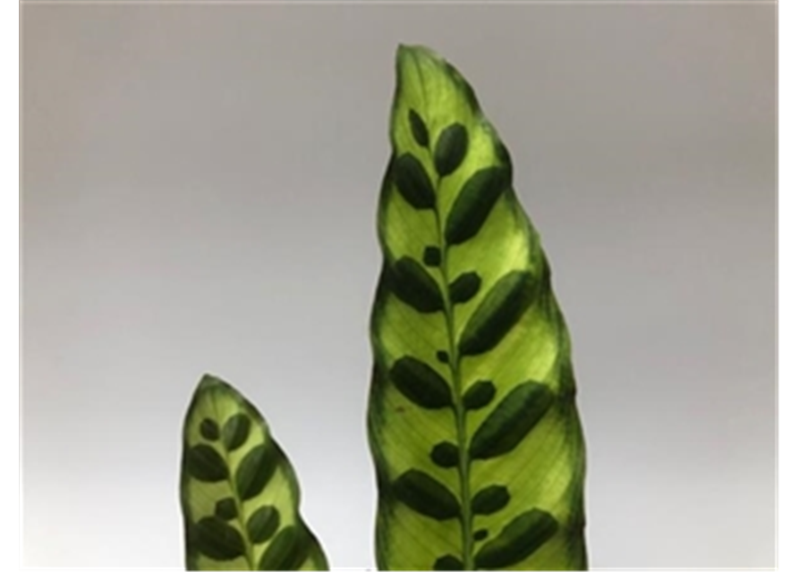 Calathea Iancifolia