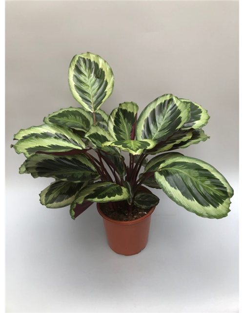 Calathea Medallion ASP T21