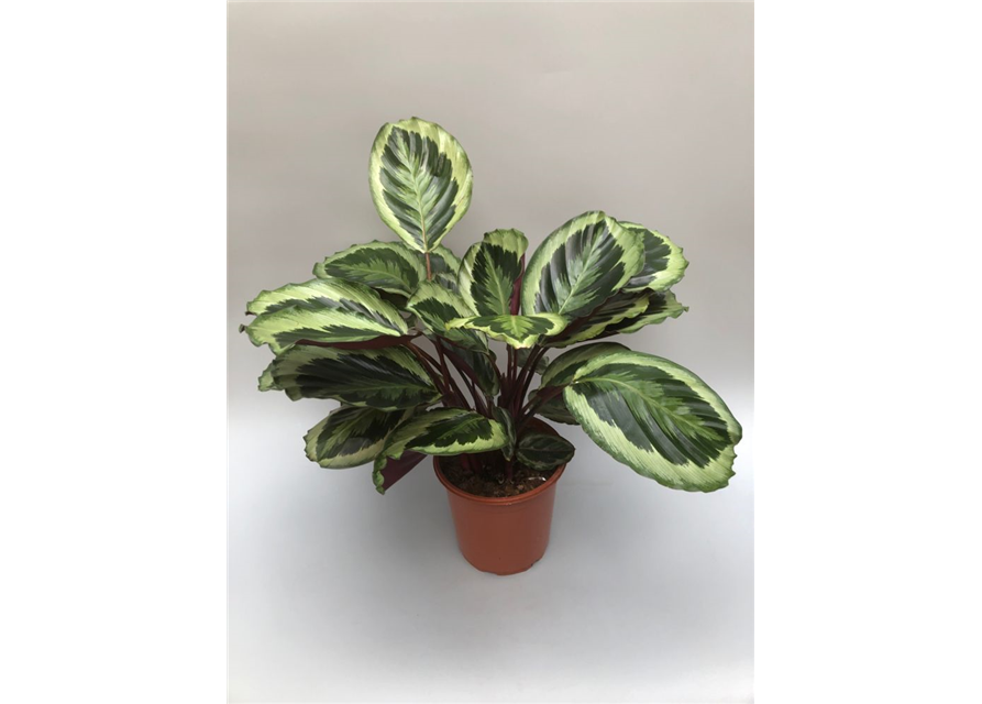 Calathea Medallion ASP T21