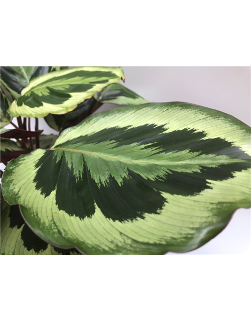 Calathea Medallion ASP T21