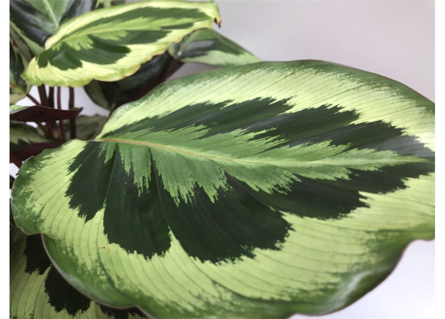 Calathea Medallion ASP T21