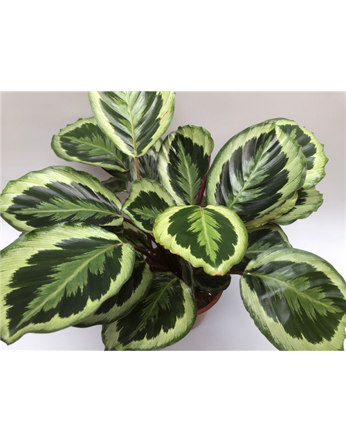 Calathea Medallion ASP T21