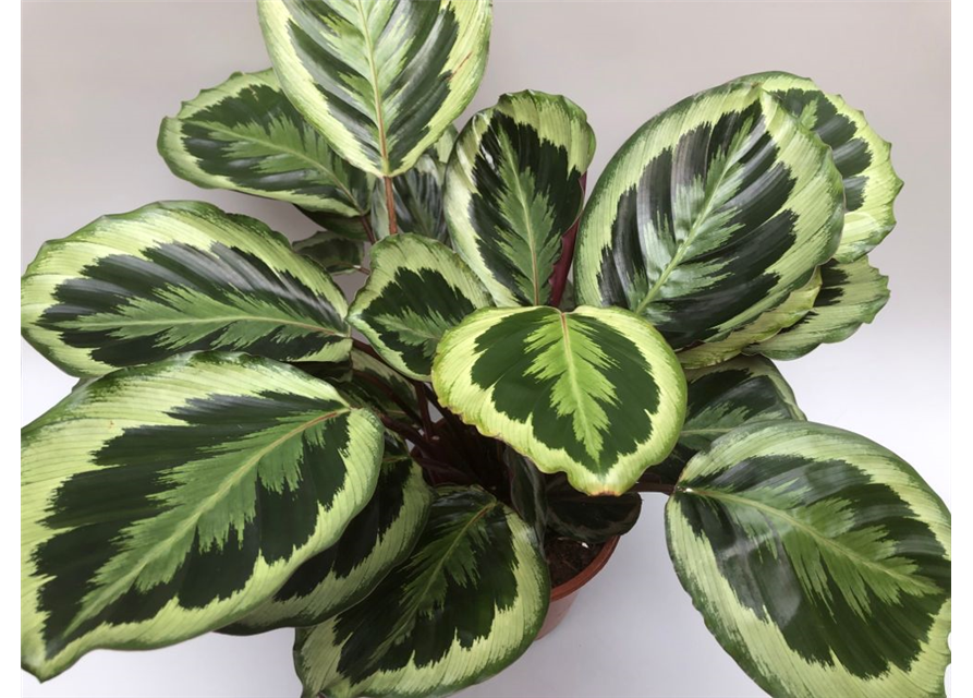 Calathea Medallion ASP T21