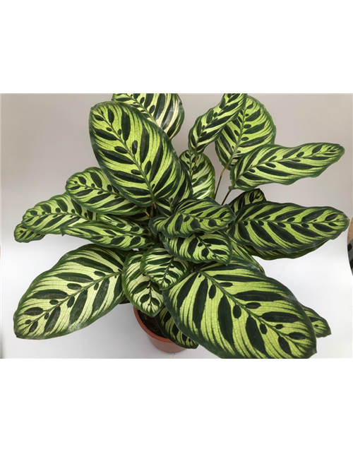 Calathea macoyana