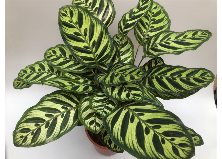 Calathea macoyana