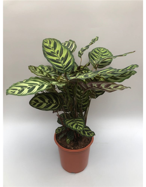 Calathea macoyana