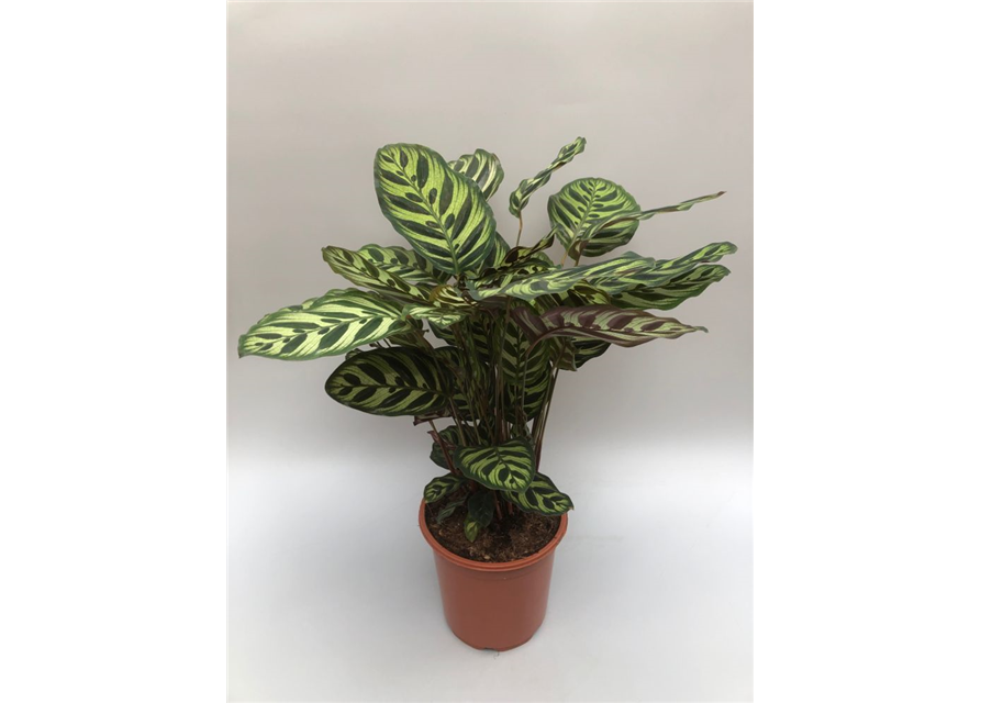 Calathea macoyana